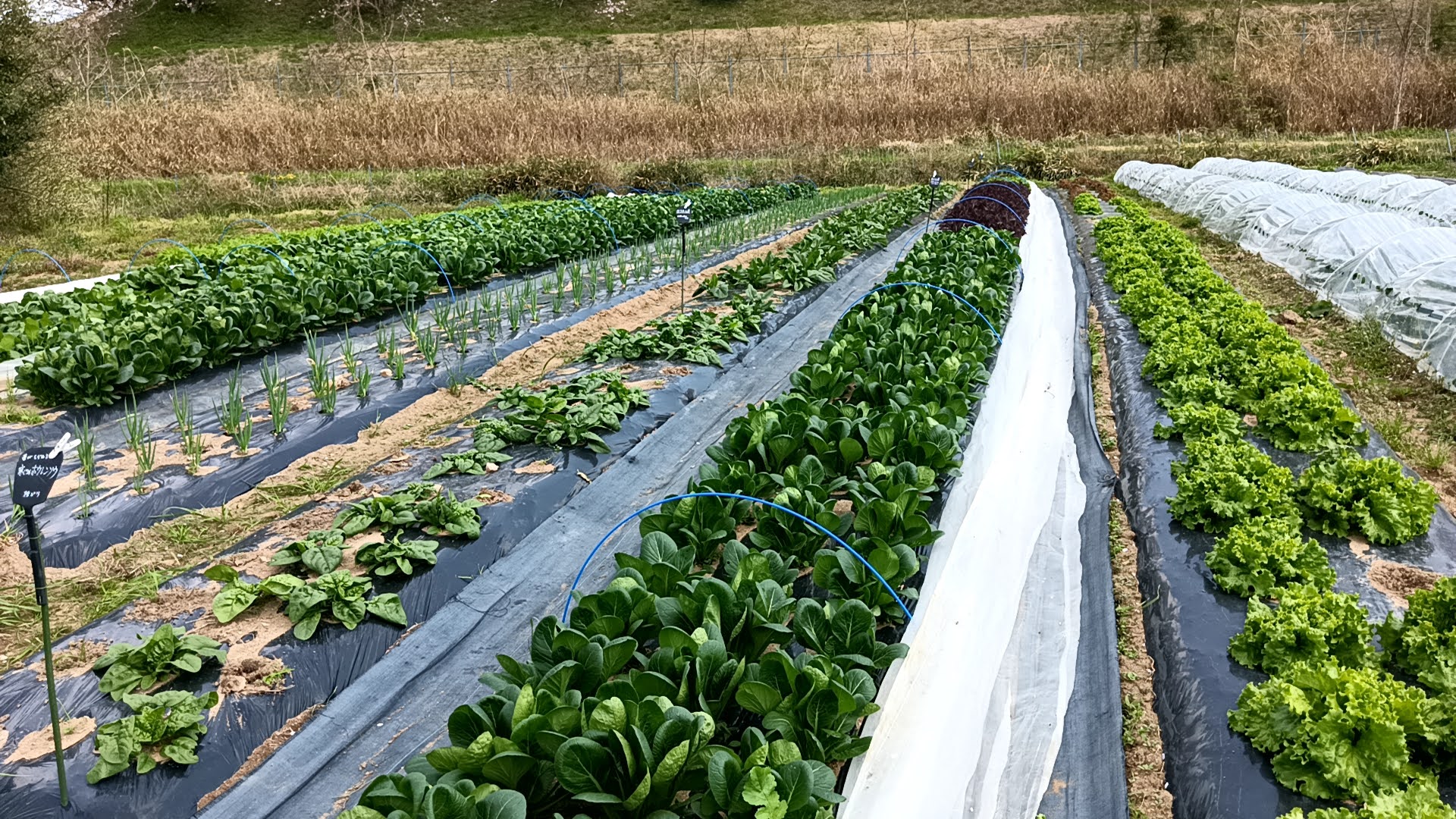松本自然農園１：愛知県岡崎市